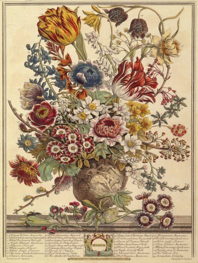 March, from Twelve Months of Flowers by Robert Furber, engraved by Henry Fletcher by Pieter after Casteels